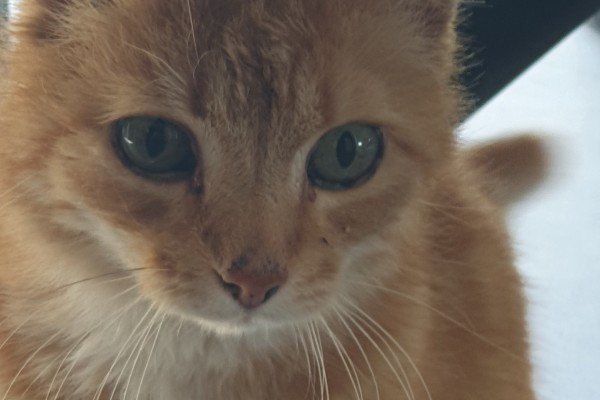 Tijger