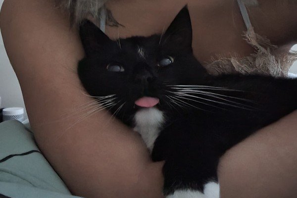 Rexie
