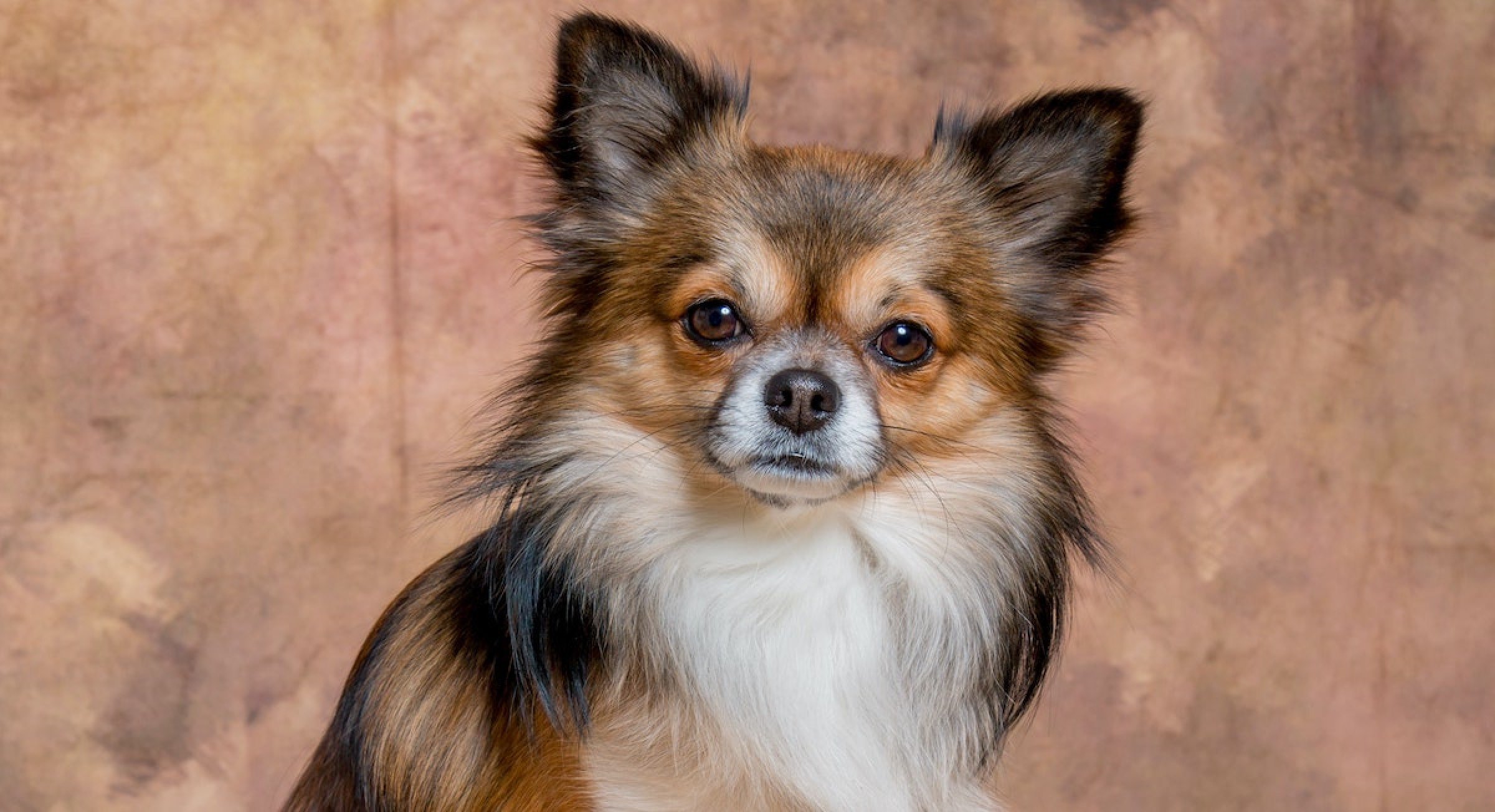Chihuahua adopteren of -
