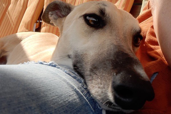 Kosmo