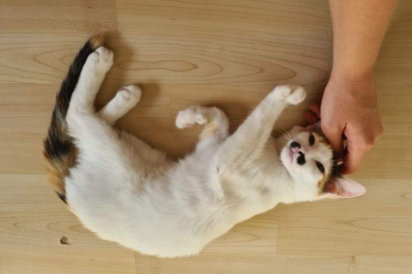Miss cuddly Cally