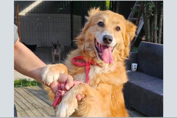 Laika