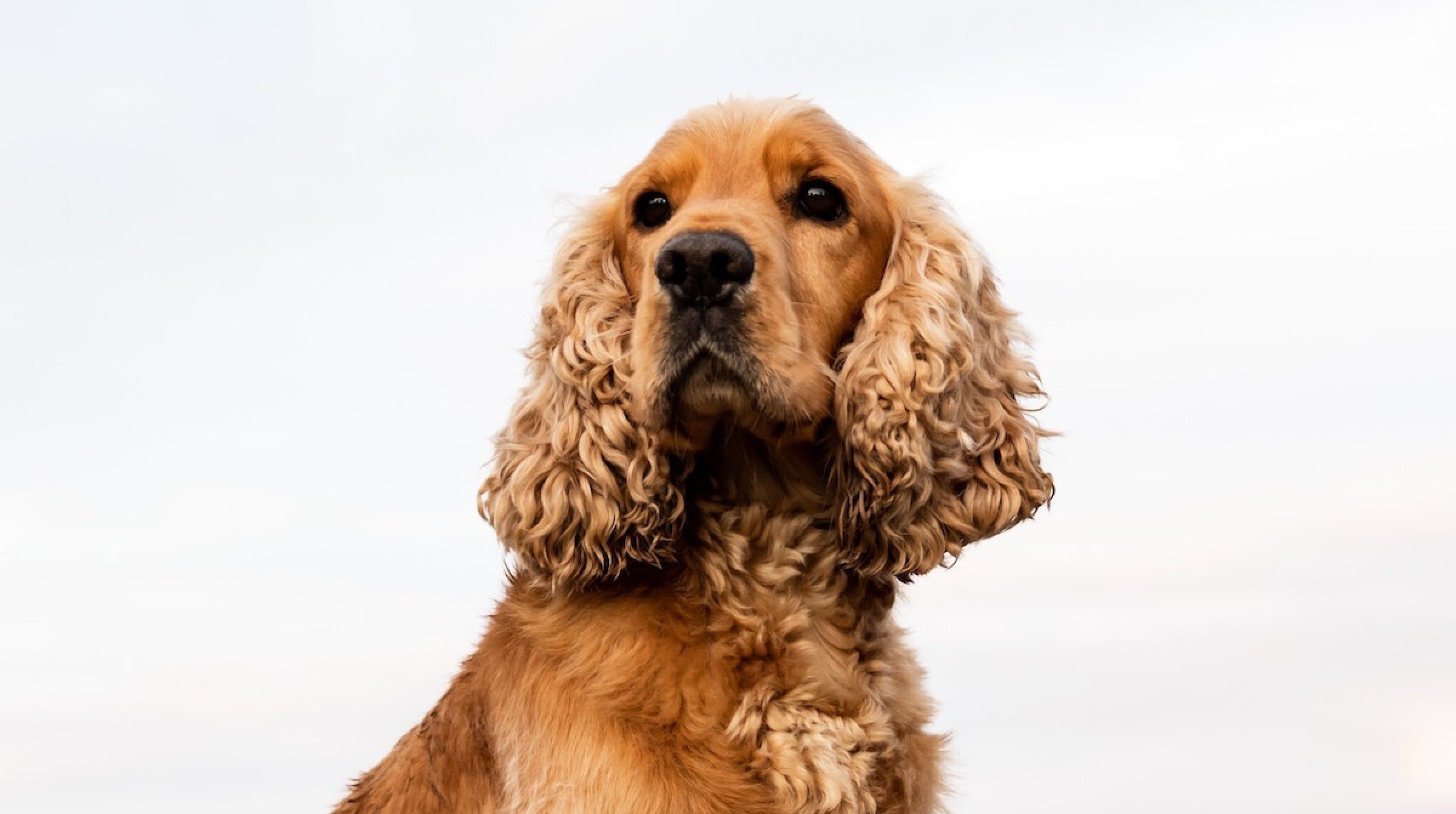 Cocker spaniël adopteren Verhuisdieren.nl Cocker spaniël adopteren Verhuisdieren.nl