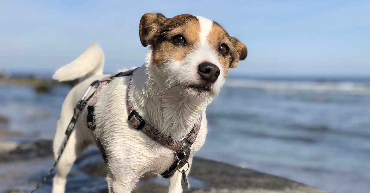 Wat Te Doen Als Je Hond Vermist Is? - Verhuisdieren.nl