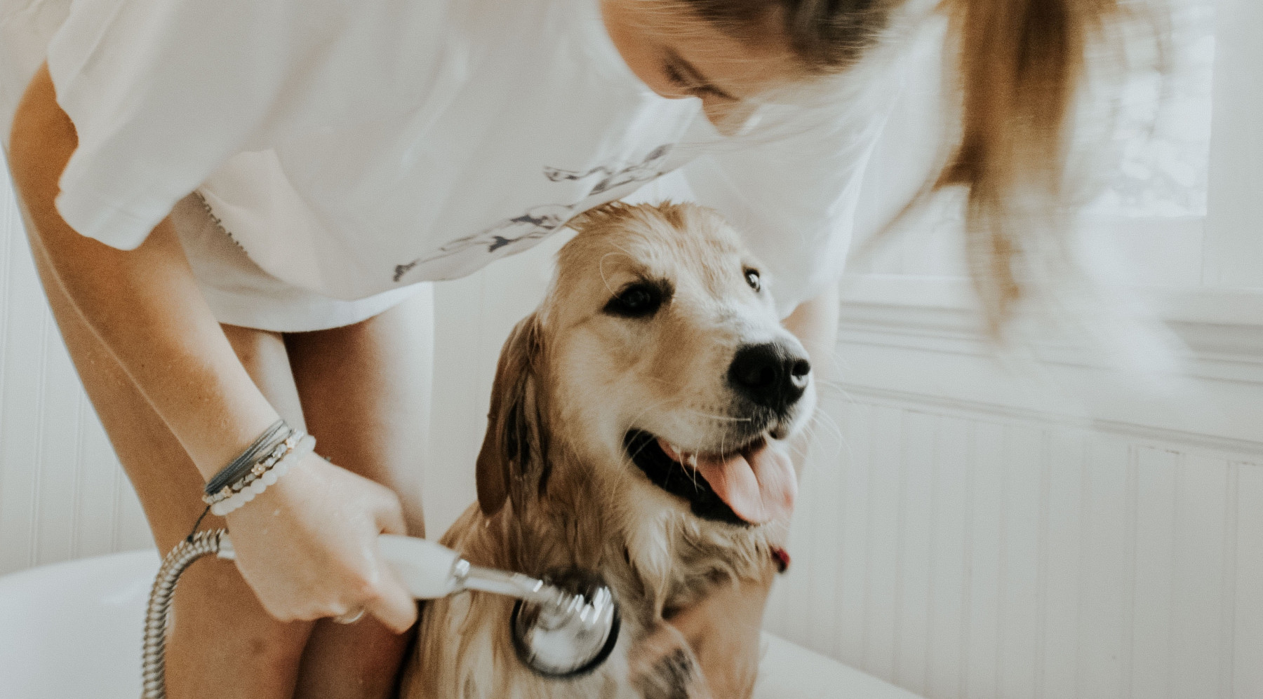 Help Mijn Hond Stinkt Naar Hond Verhuisdieren Nl