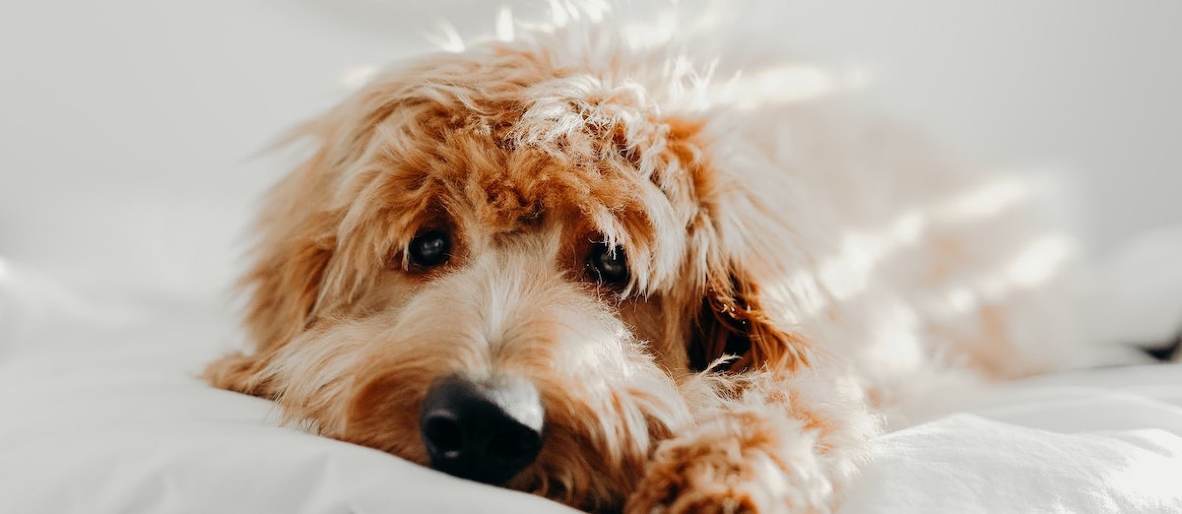 Dierenasiel Rotterdam - Verhuisdieren.nl
