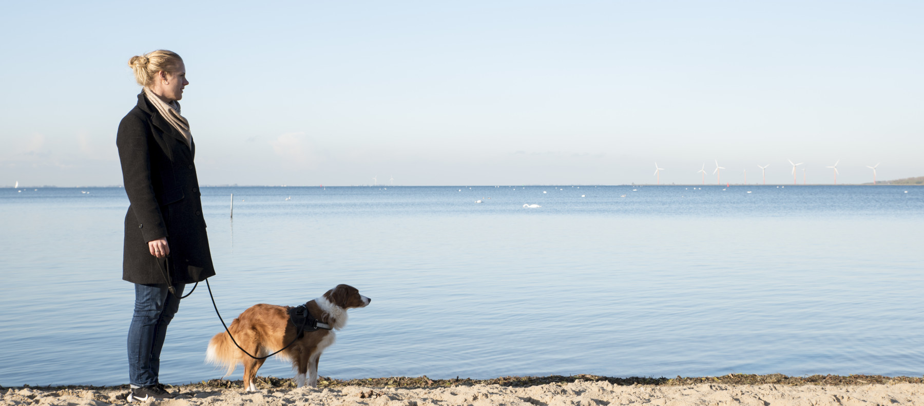 Een Goede Start Met Je Buitenlandse Hond Verhuisdieren Nl