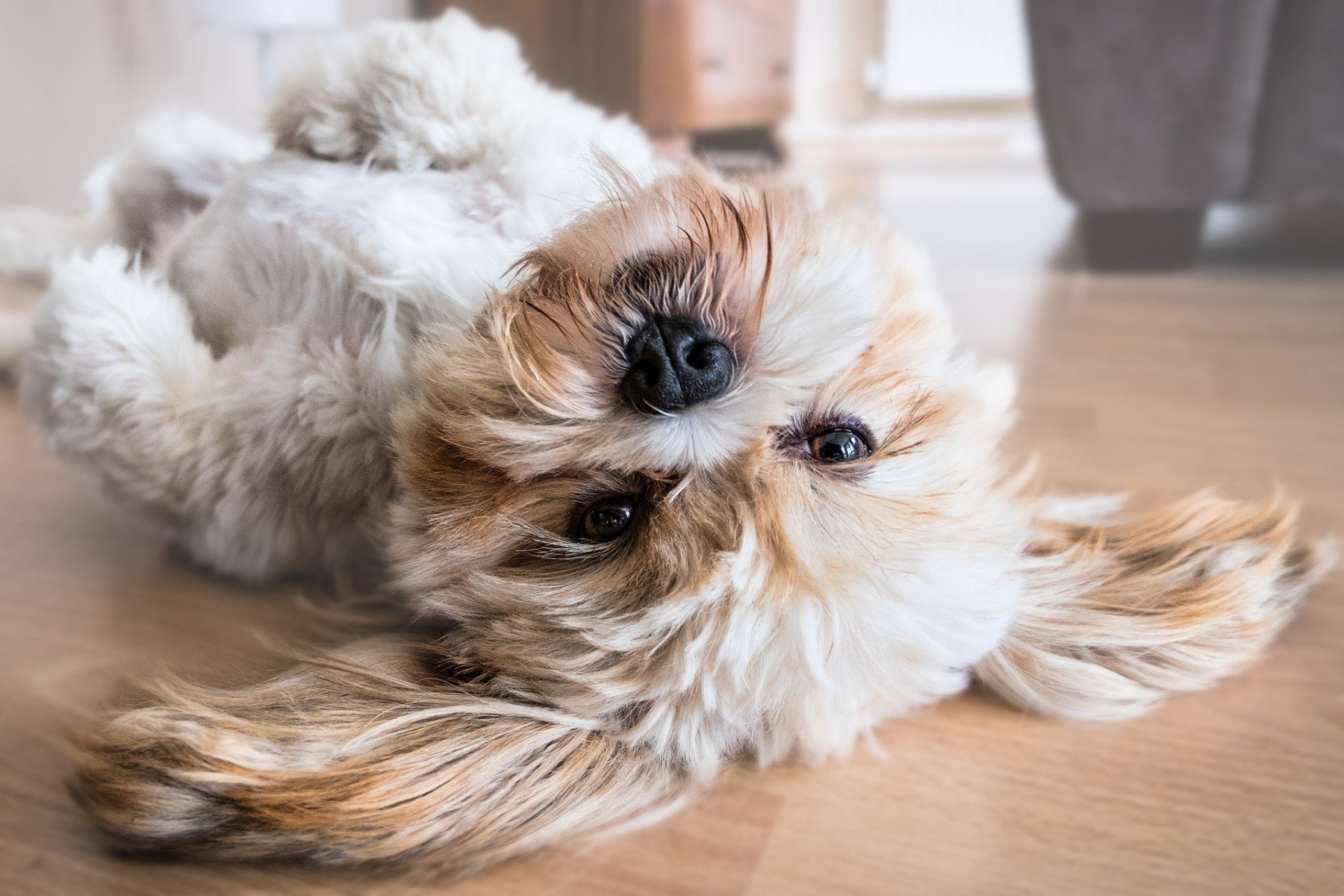 Tips Bij Overdracht Hond Verhuisdieren Nl