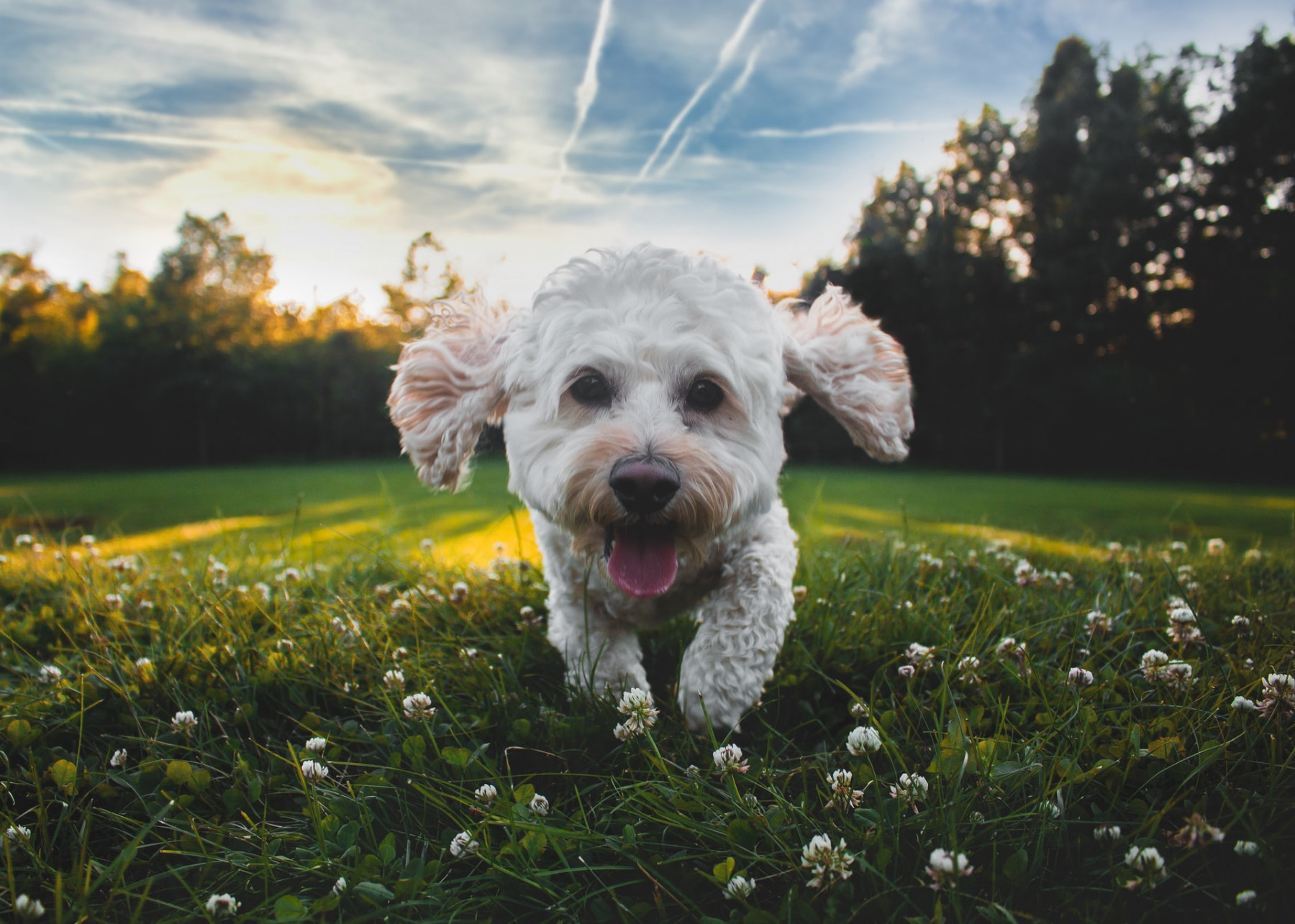 Vacht van mijn hond verkleurt Verhuisdieren.nl