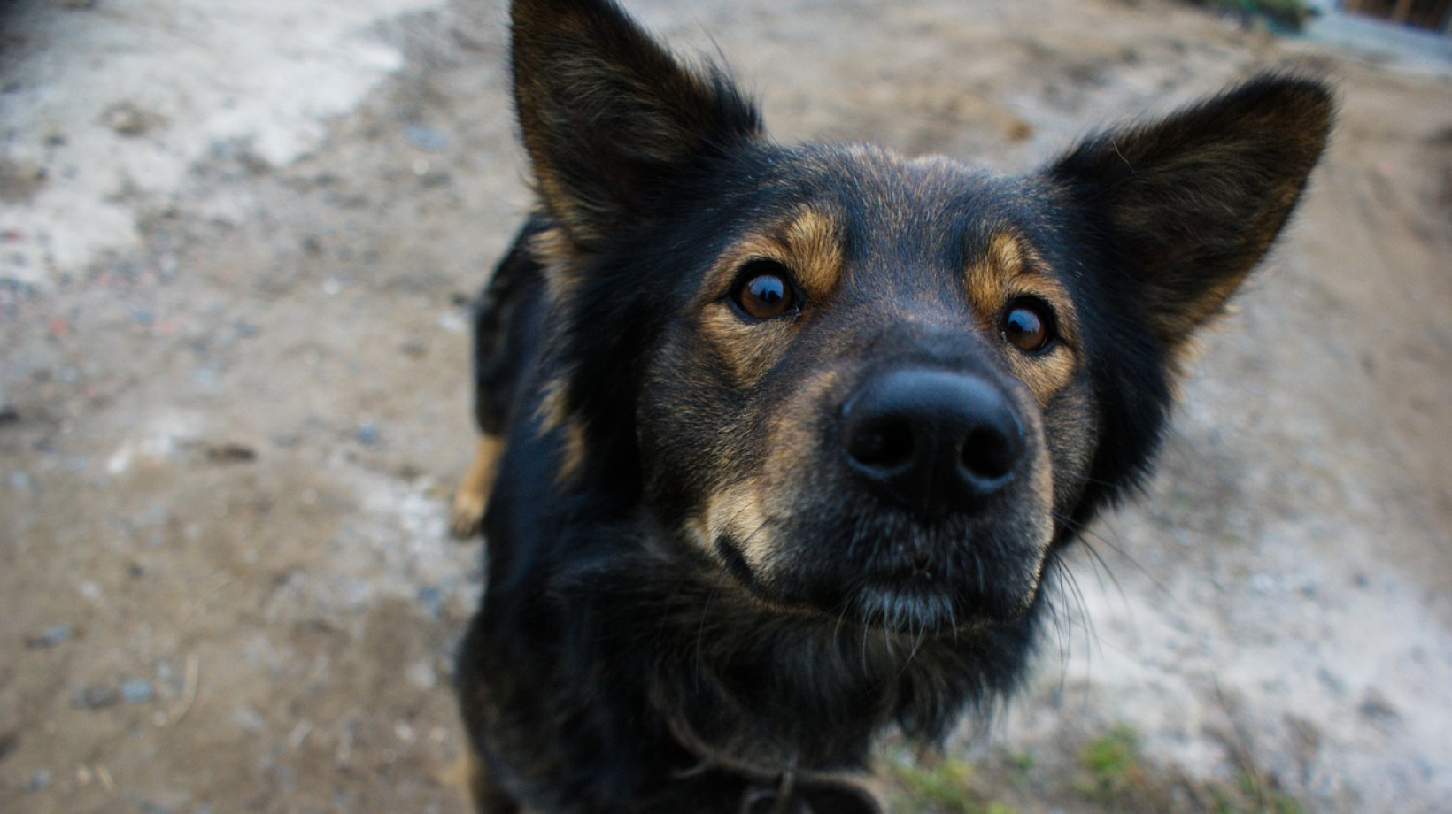 Honden herplaatsen