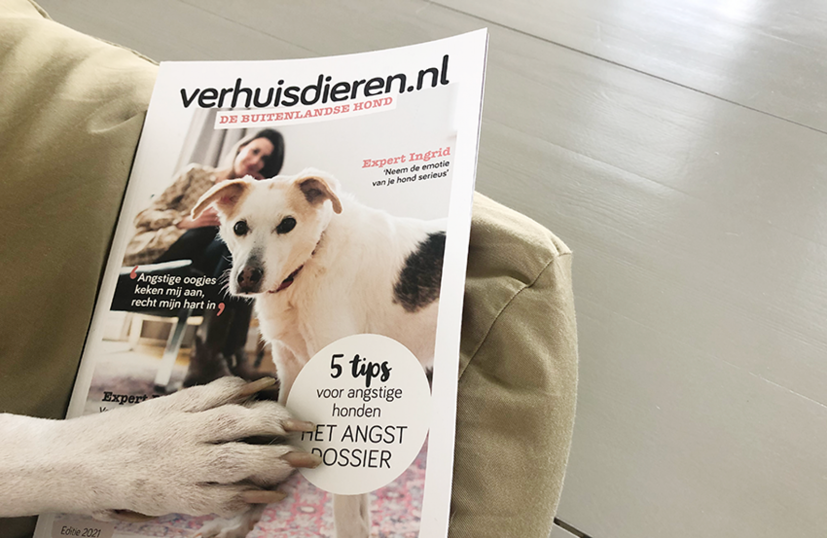 verlichten Generator Soldaat Vijf tips voor eerste week met je buitenlandse hond - Verhuisdieren.nl