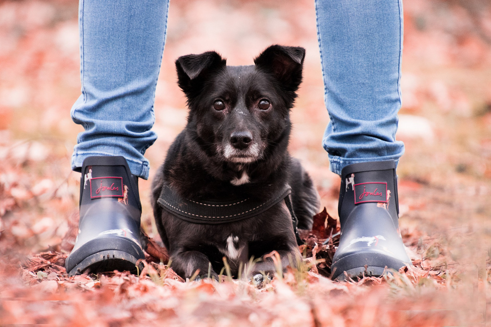 Hond tussen voeten van de oppas buiten