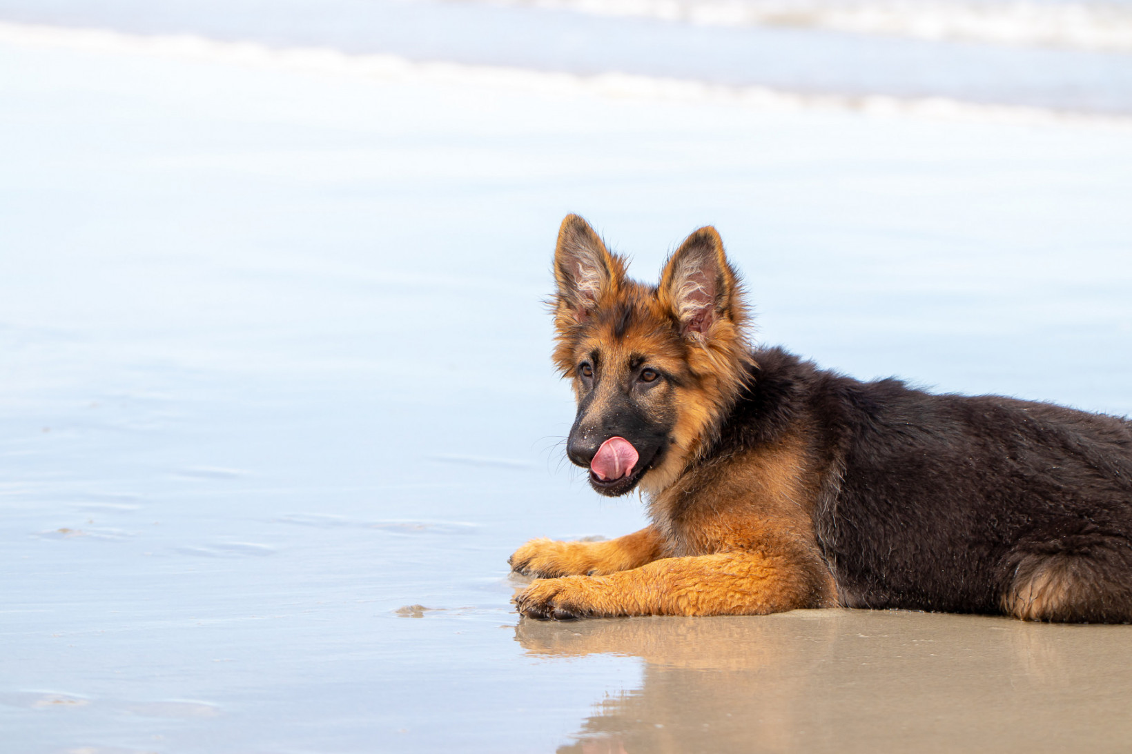 Duitse herderpup
