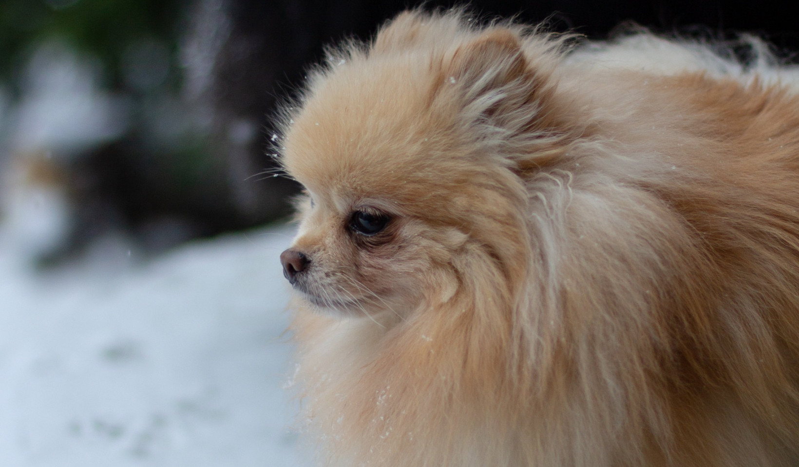 pomeriaan dwergkeeshond