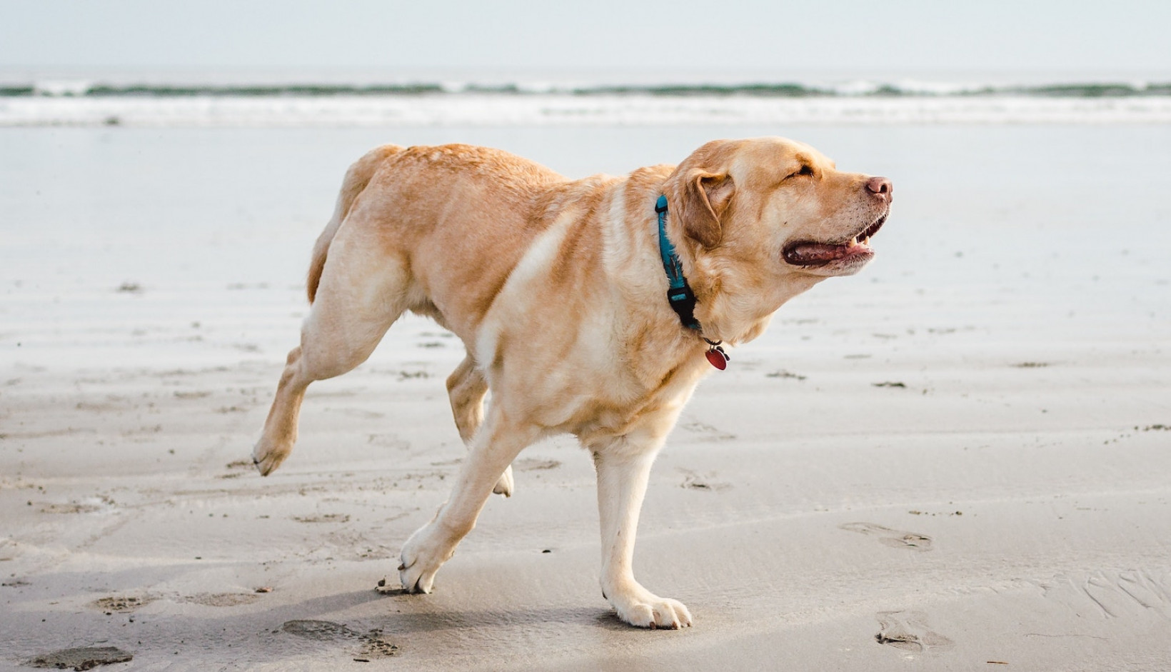 Labrador herplaatsen