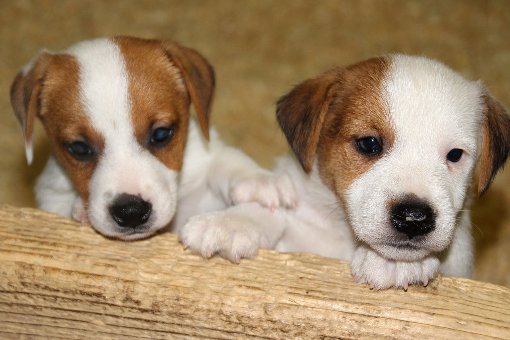jack russellpup