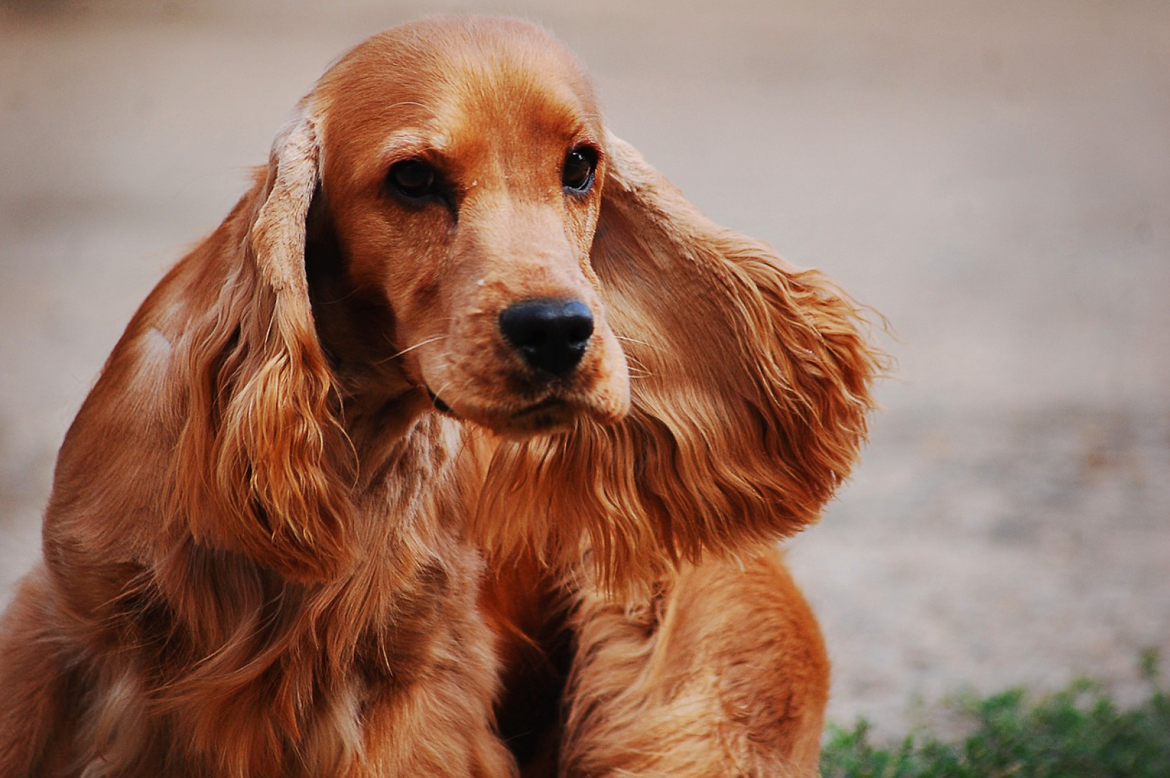 Cocker spaniel adopteren