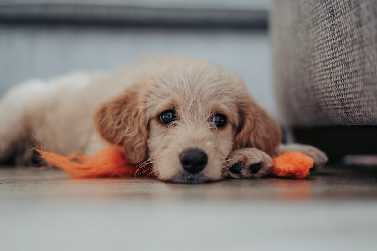 labradoodle puppy