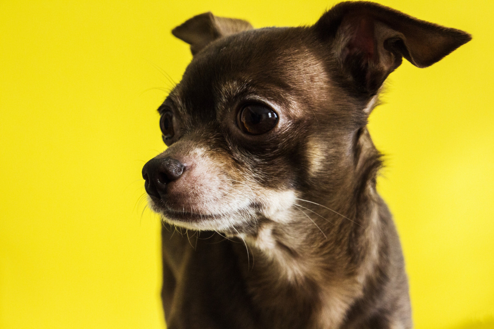 chihuahua erfelijke aandoeningen