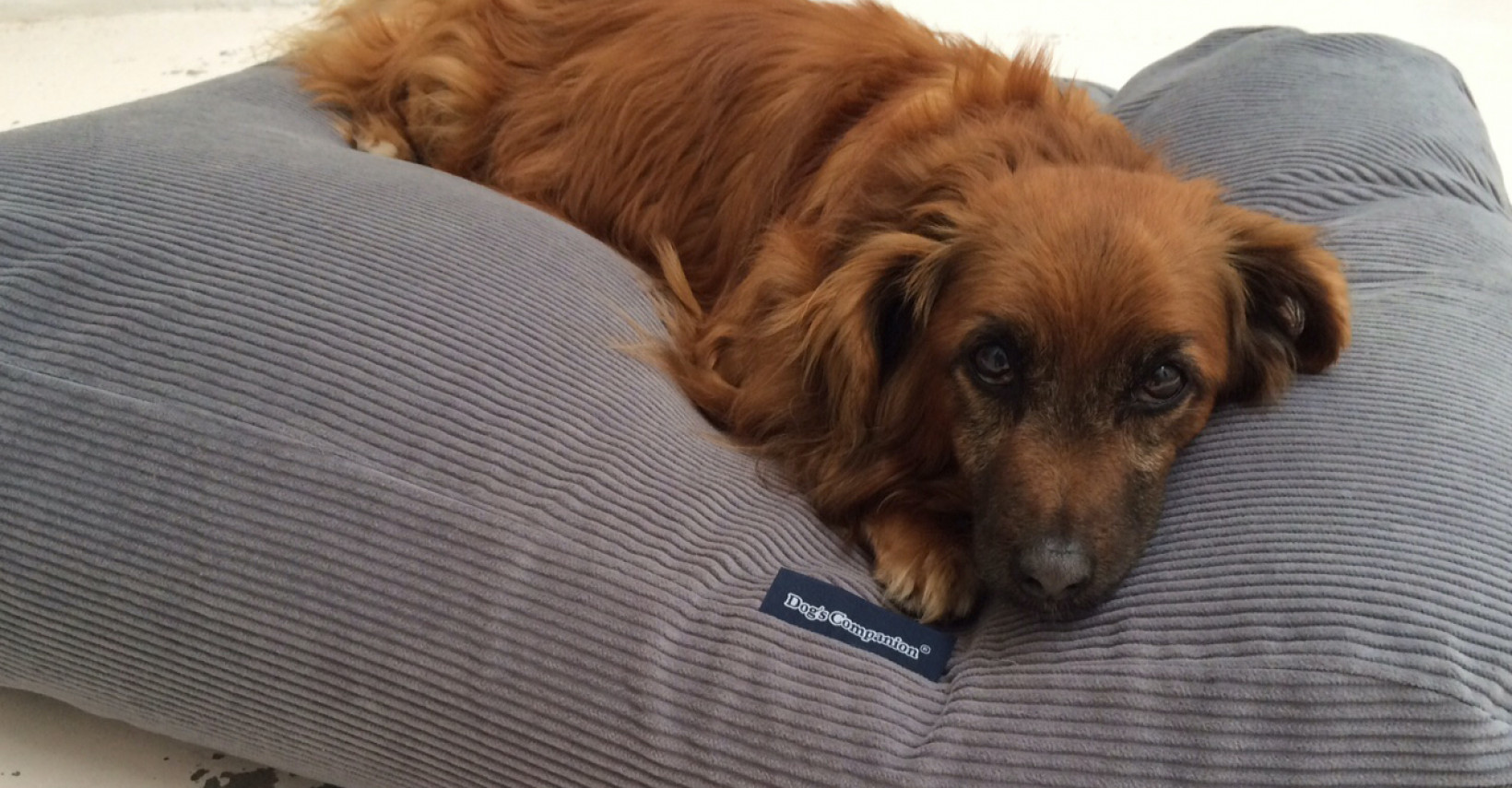 Hond op hondenkussen