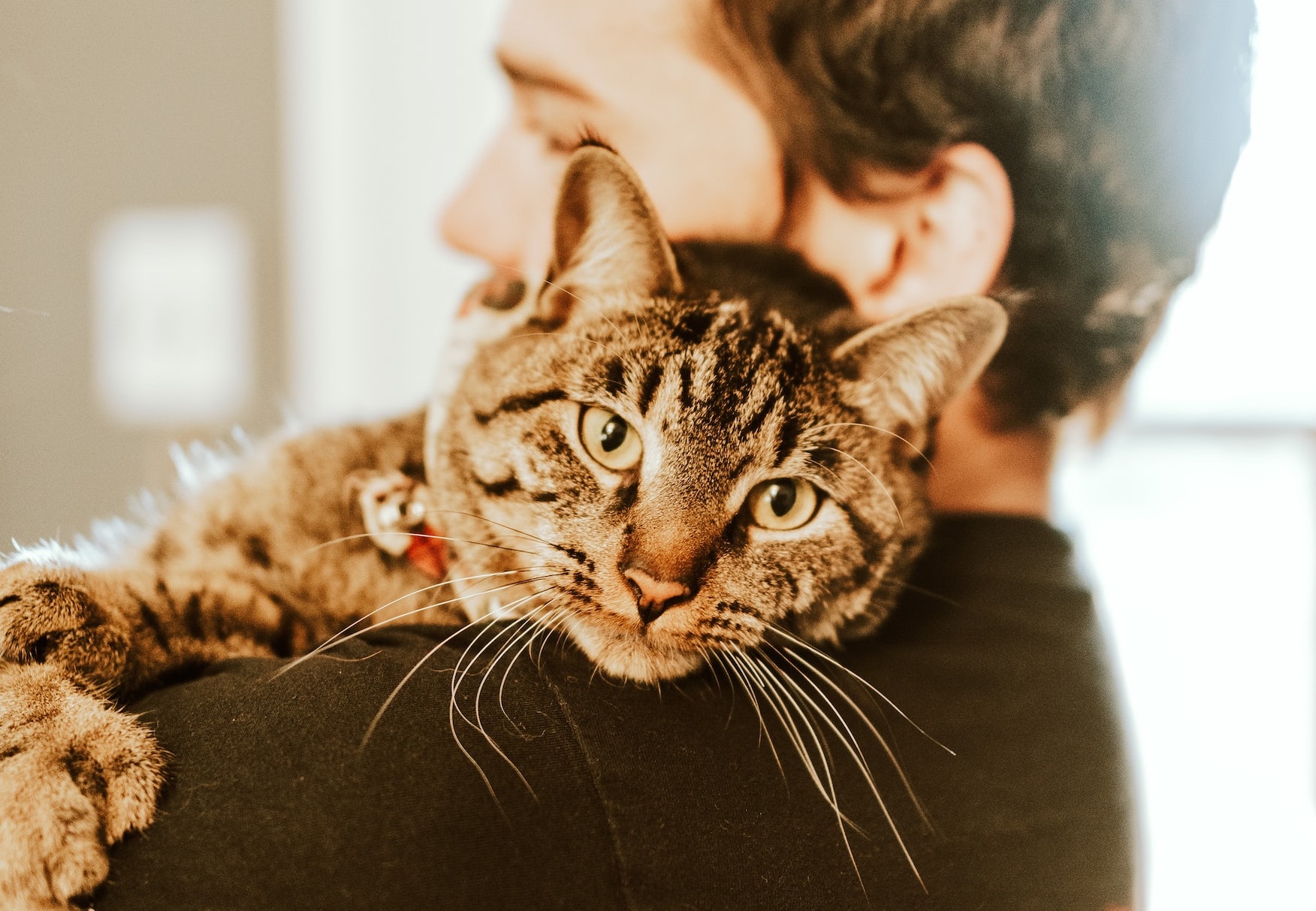 dierenopvang voor hond en kat