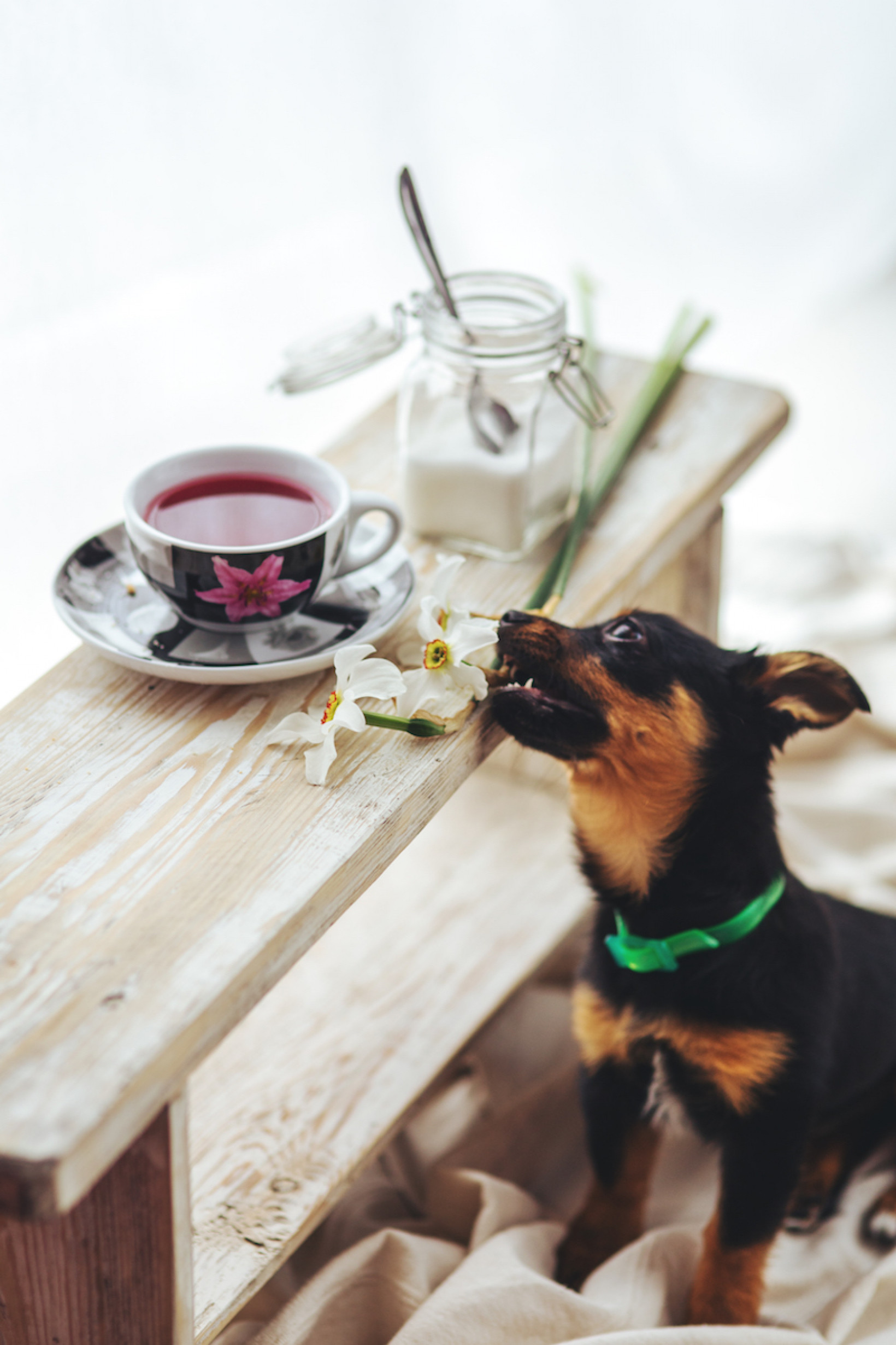 jonge hond opvoeden kost tijd