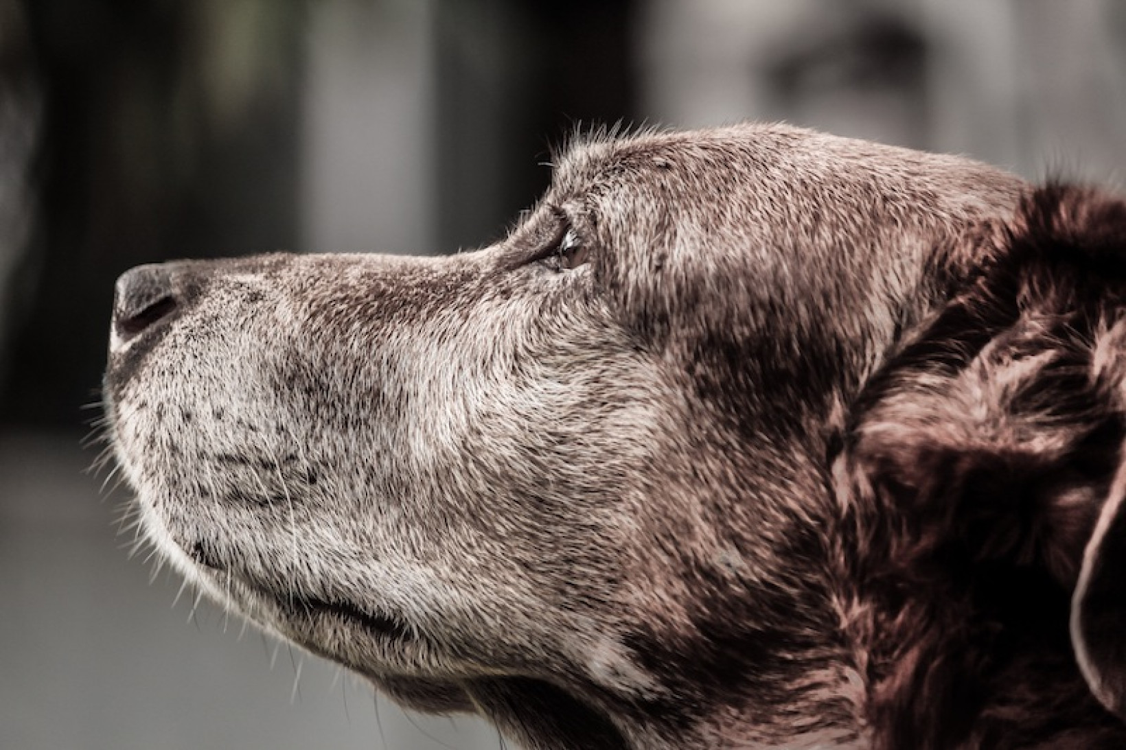 Voordelen Volwassen hond