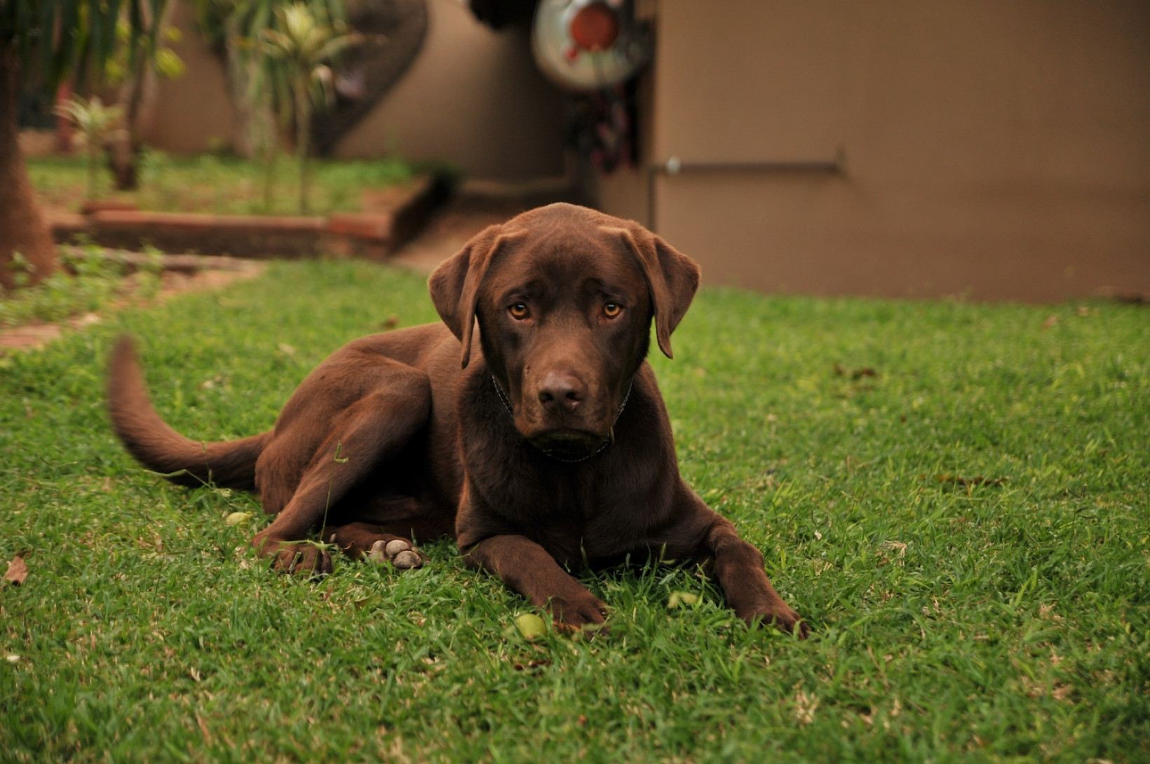 Labrador pup