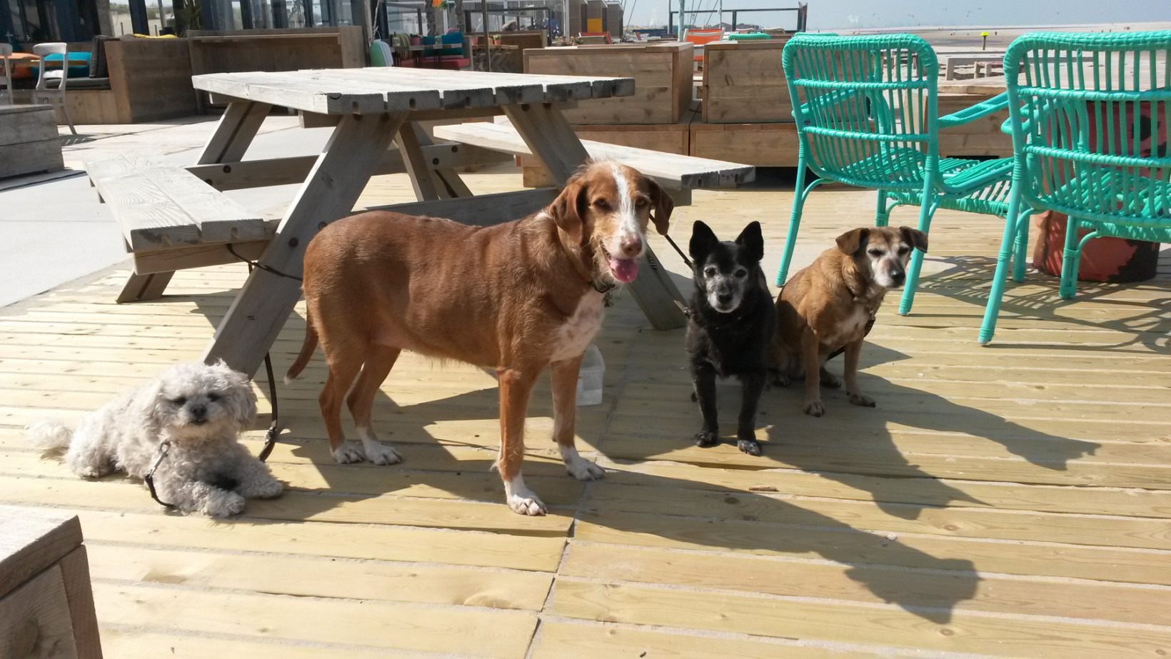 Adoptiehonden herplaatsen