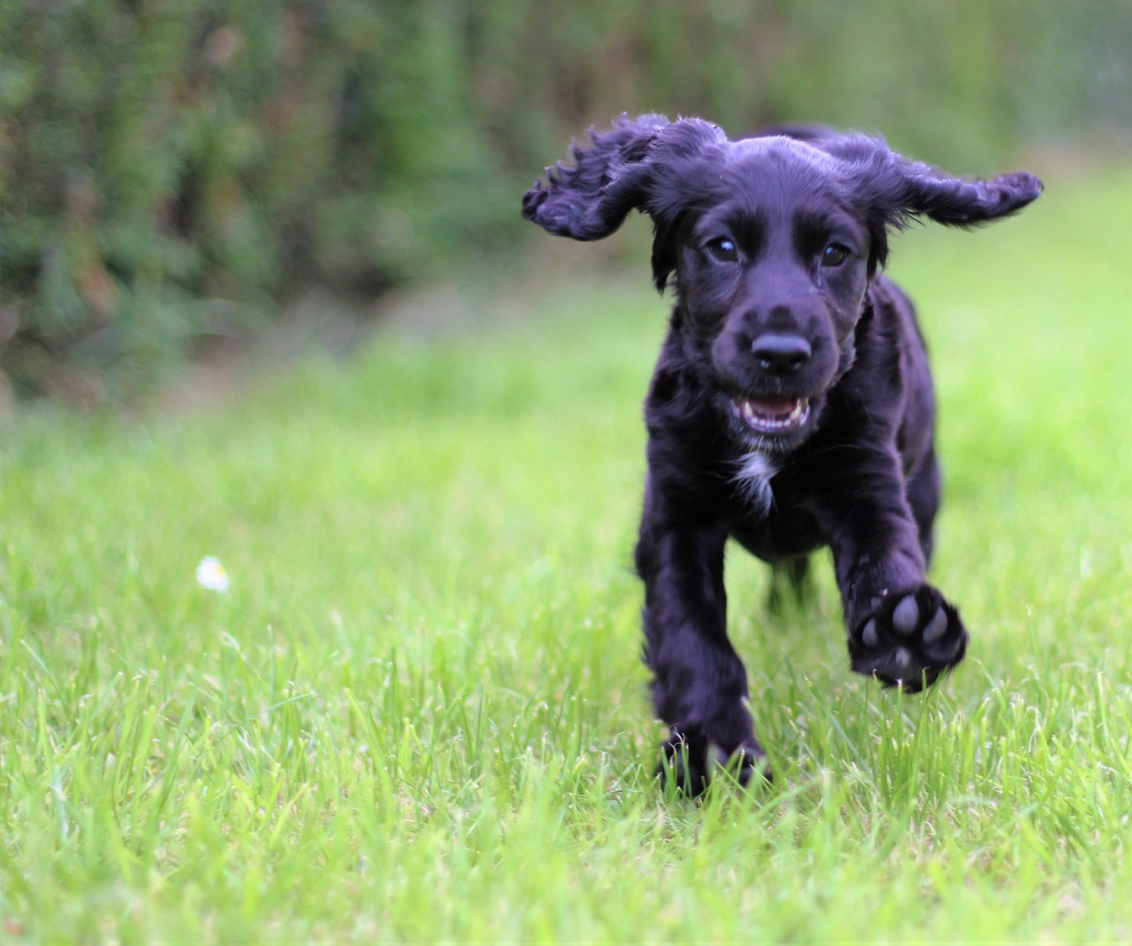 cocker spaniel pup