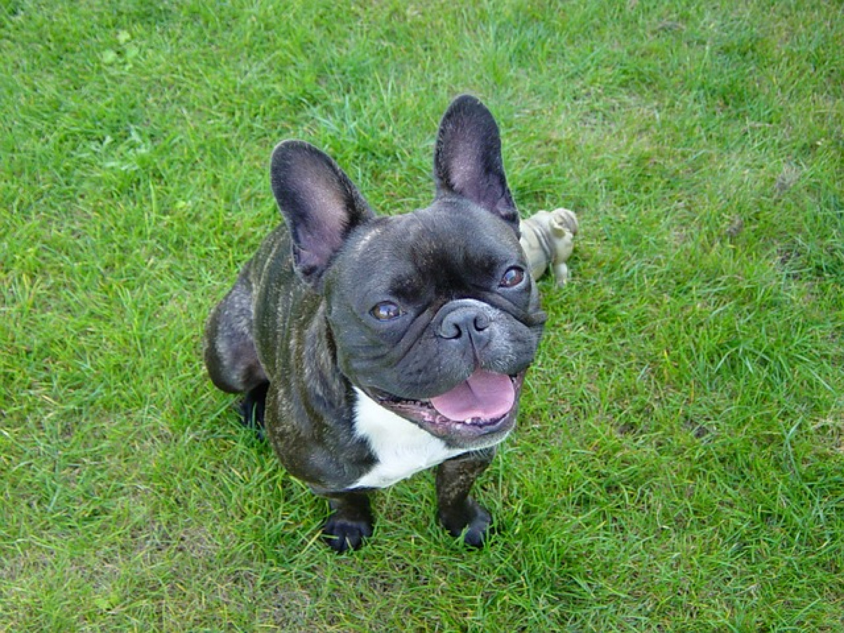 Franse Bulldog