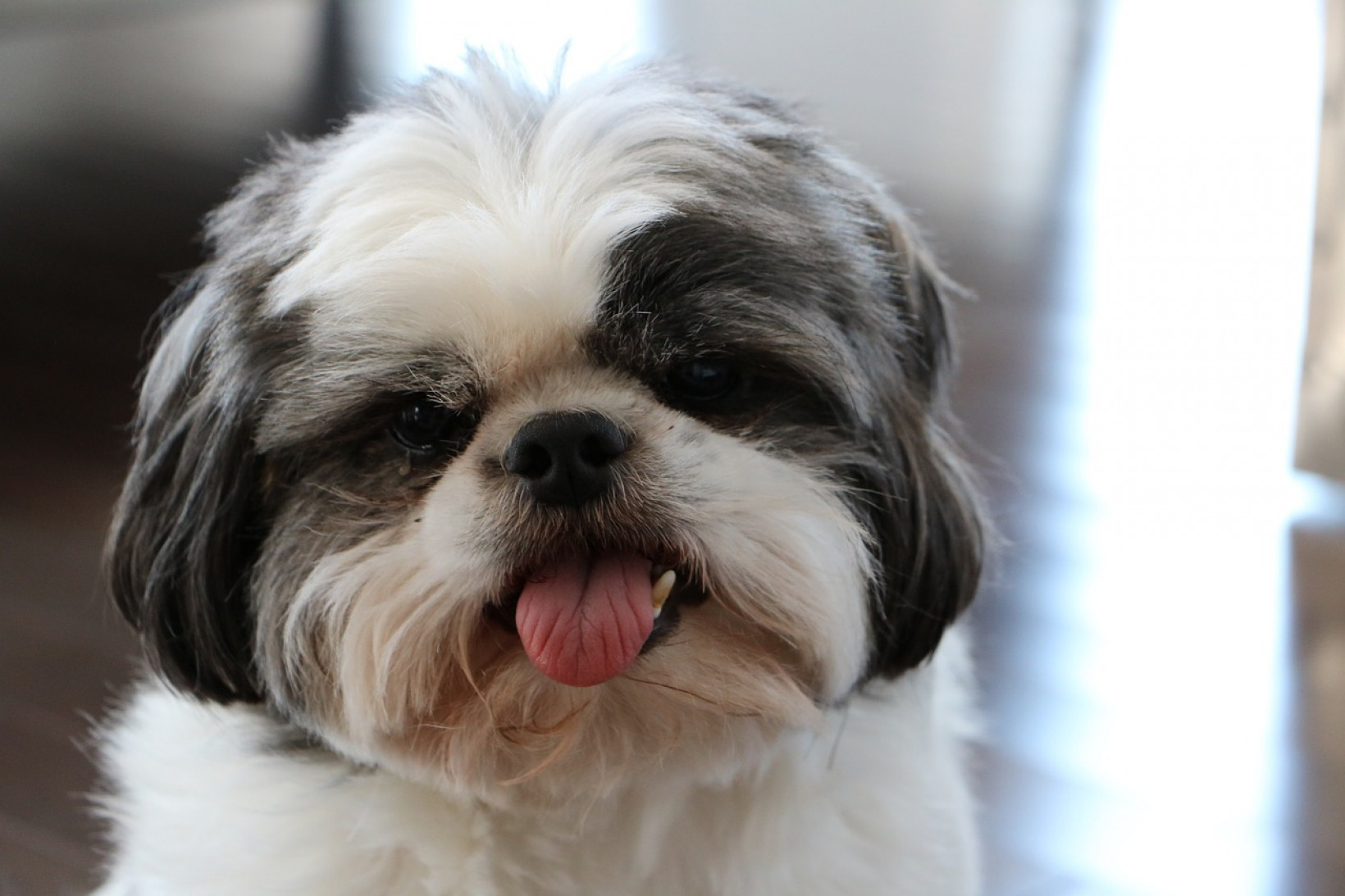 shih tzu herplaatsen 