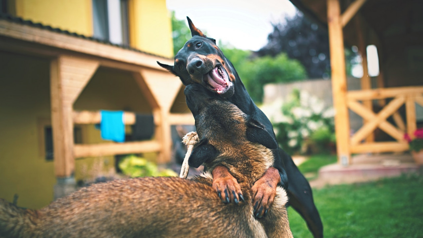 honden vechten