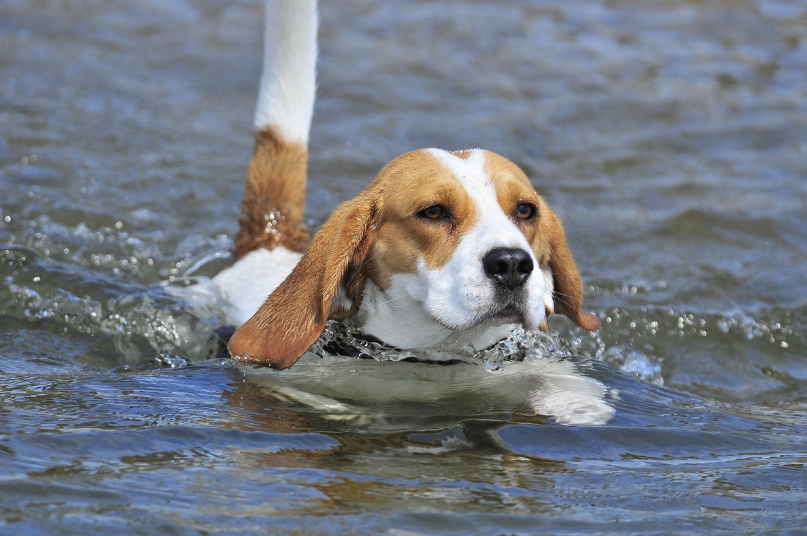 beaglepup