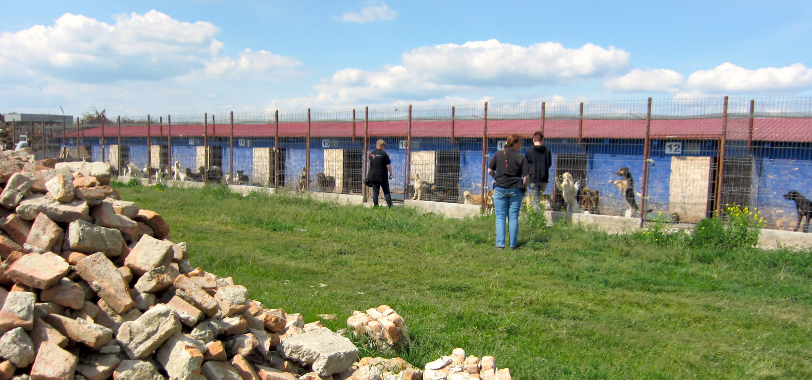 Botosani strays voor Verhuisdieren