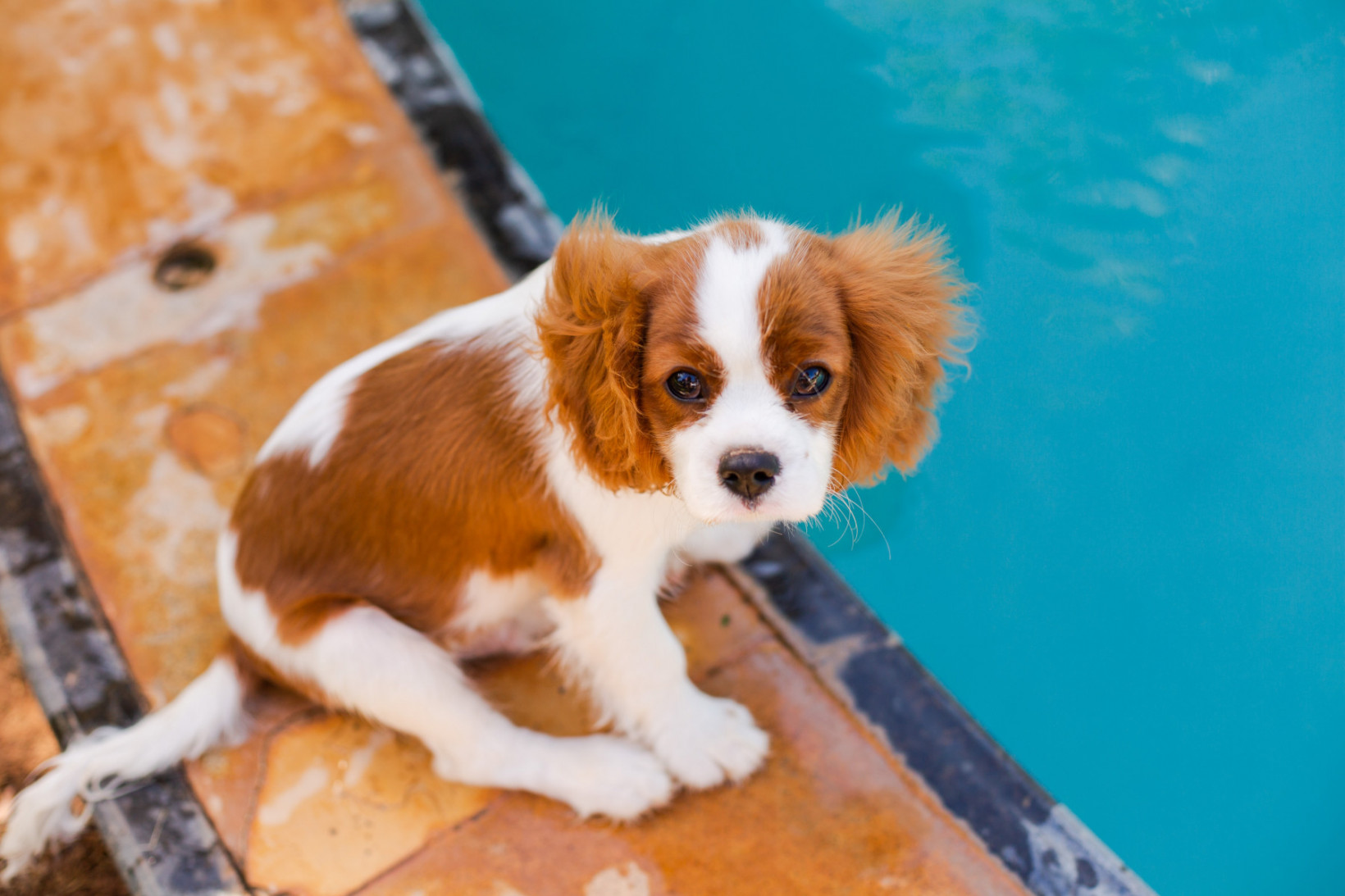cavalier king charles spaniel pup