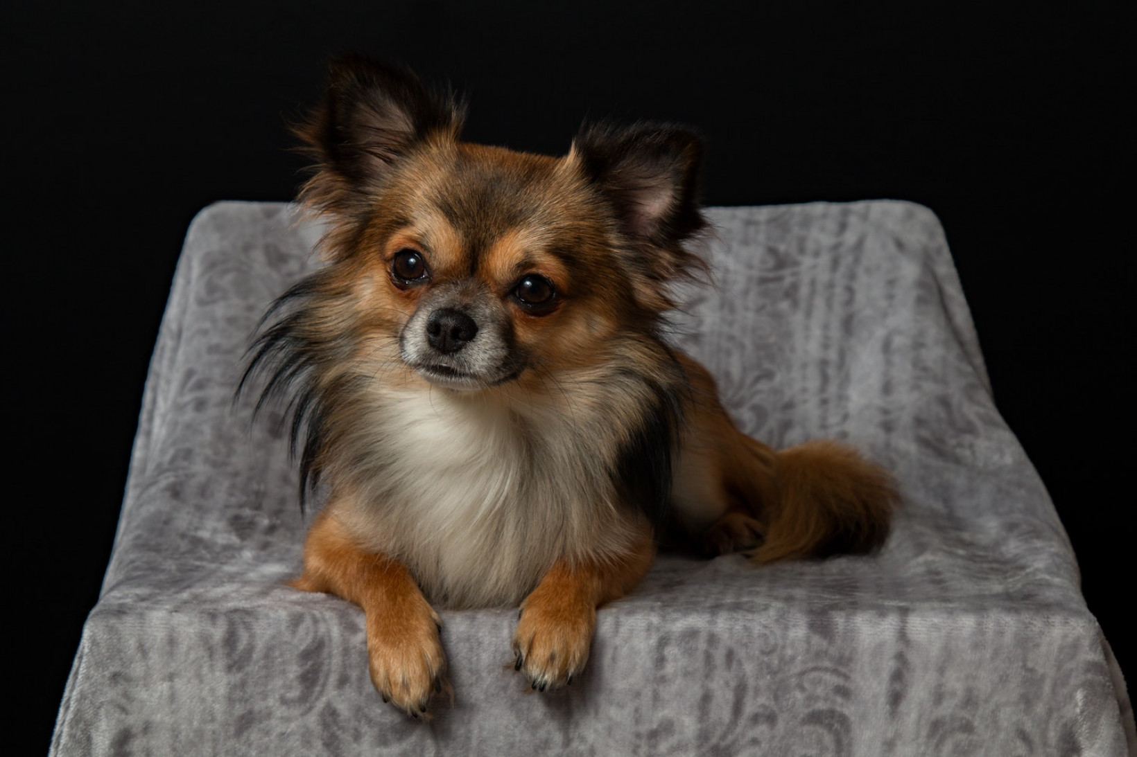 Chihuahua herplaatsen
