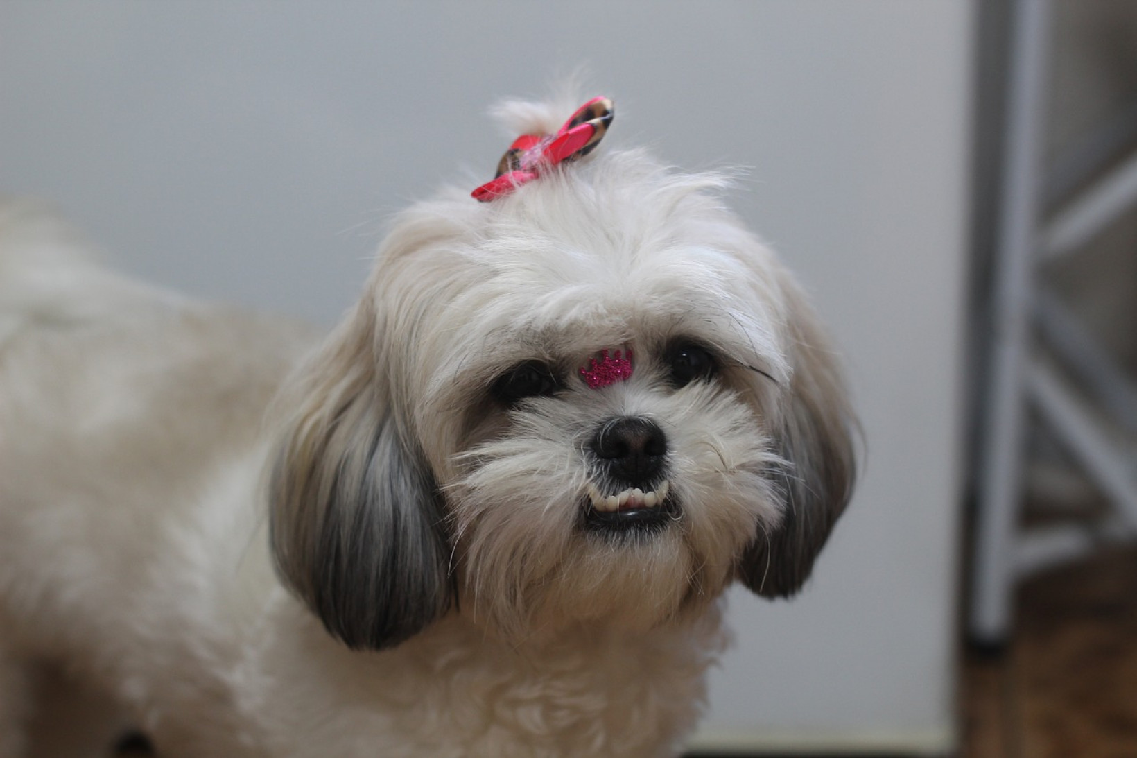 Shih tzu aandoendingen