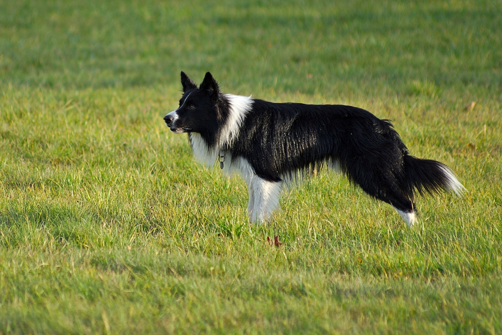 Border collie herplaatsen