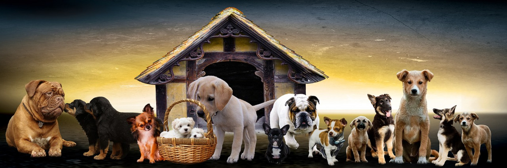 Hoe kies ik een hond?