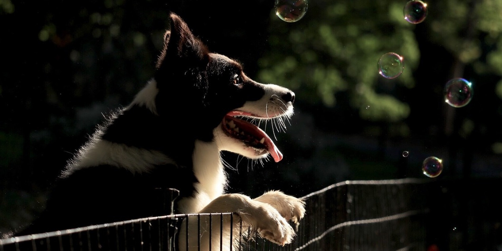 Border collie aandoeningen