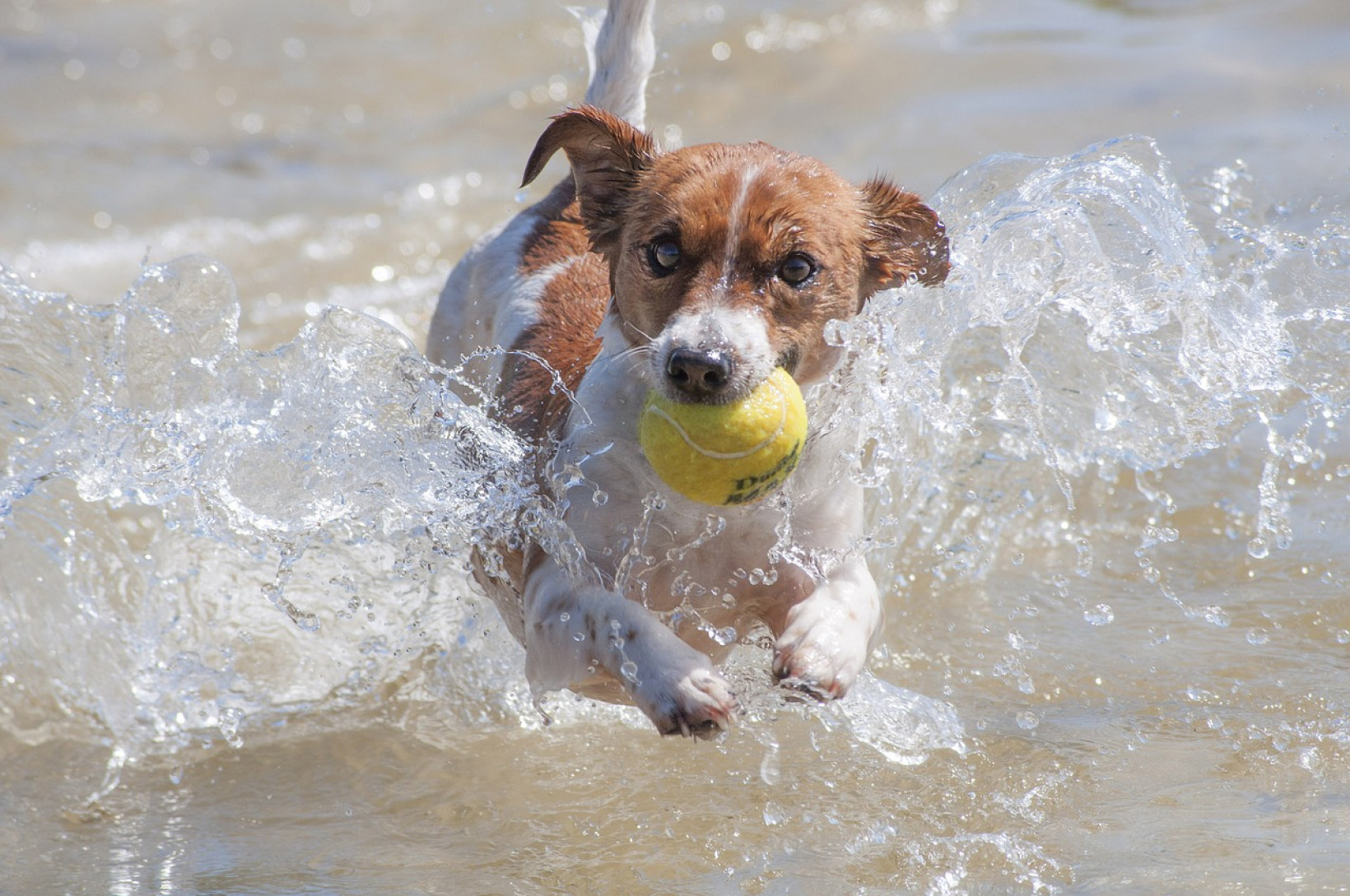 jack russell adopteren
