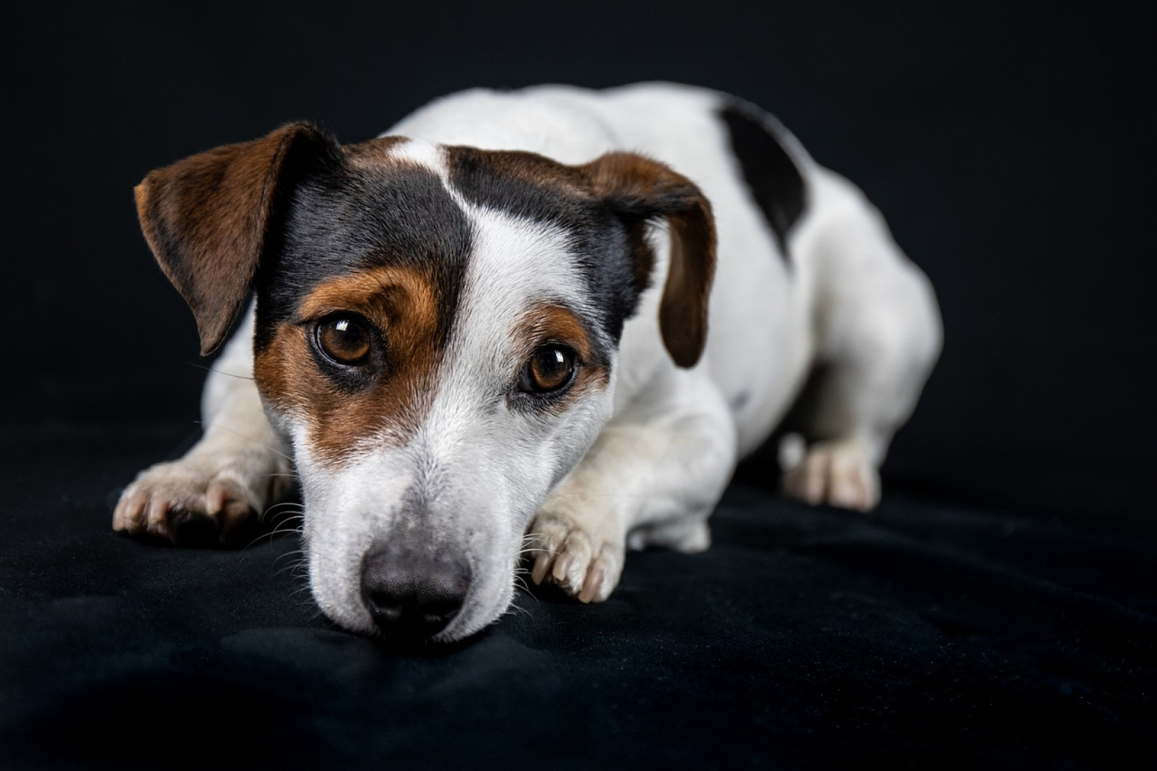 jack russell herplaatsen