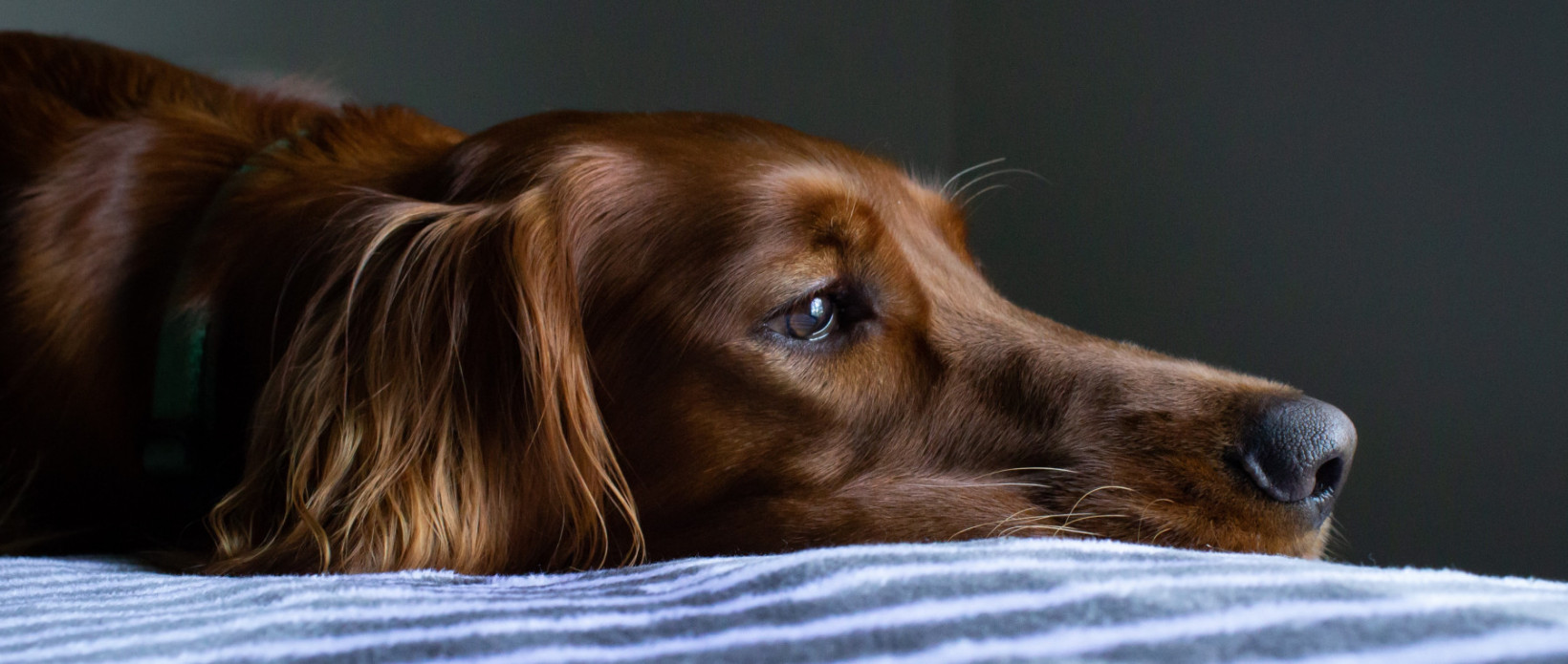hond ligt op bed