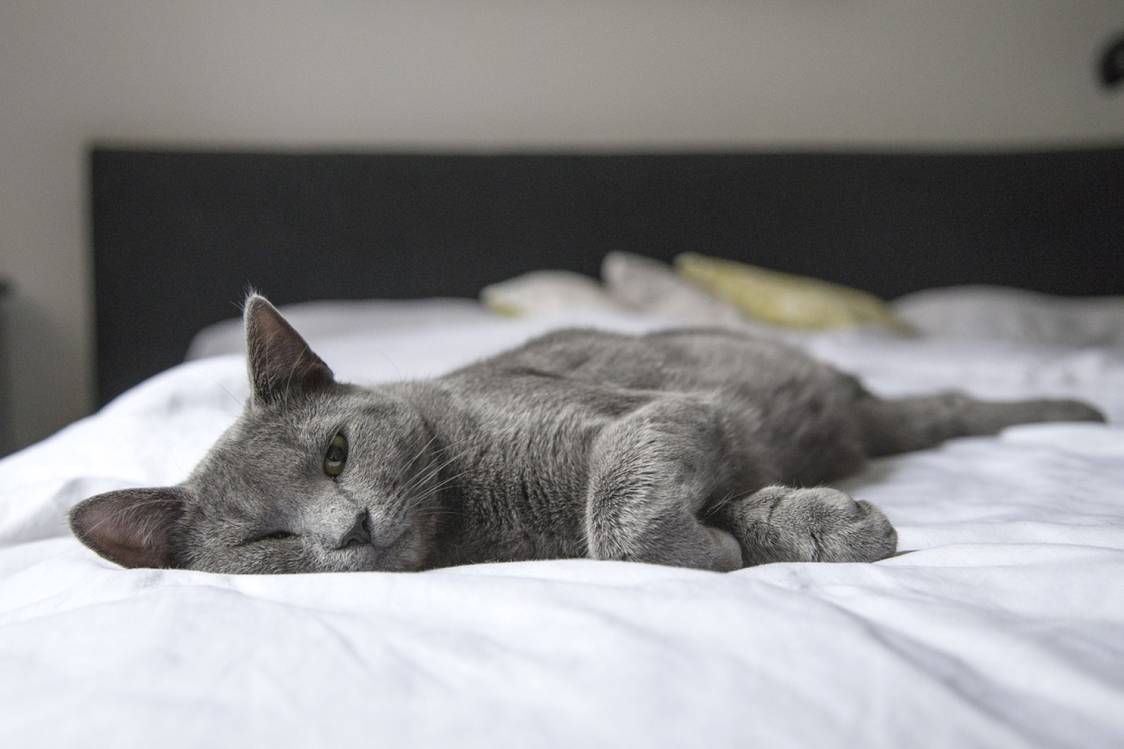 Grijze kat ligt op bed te luieren