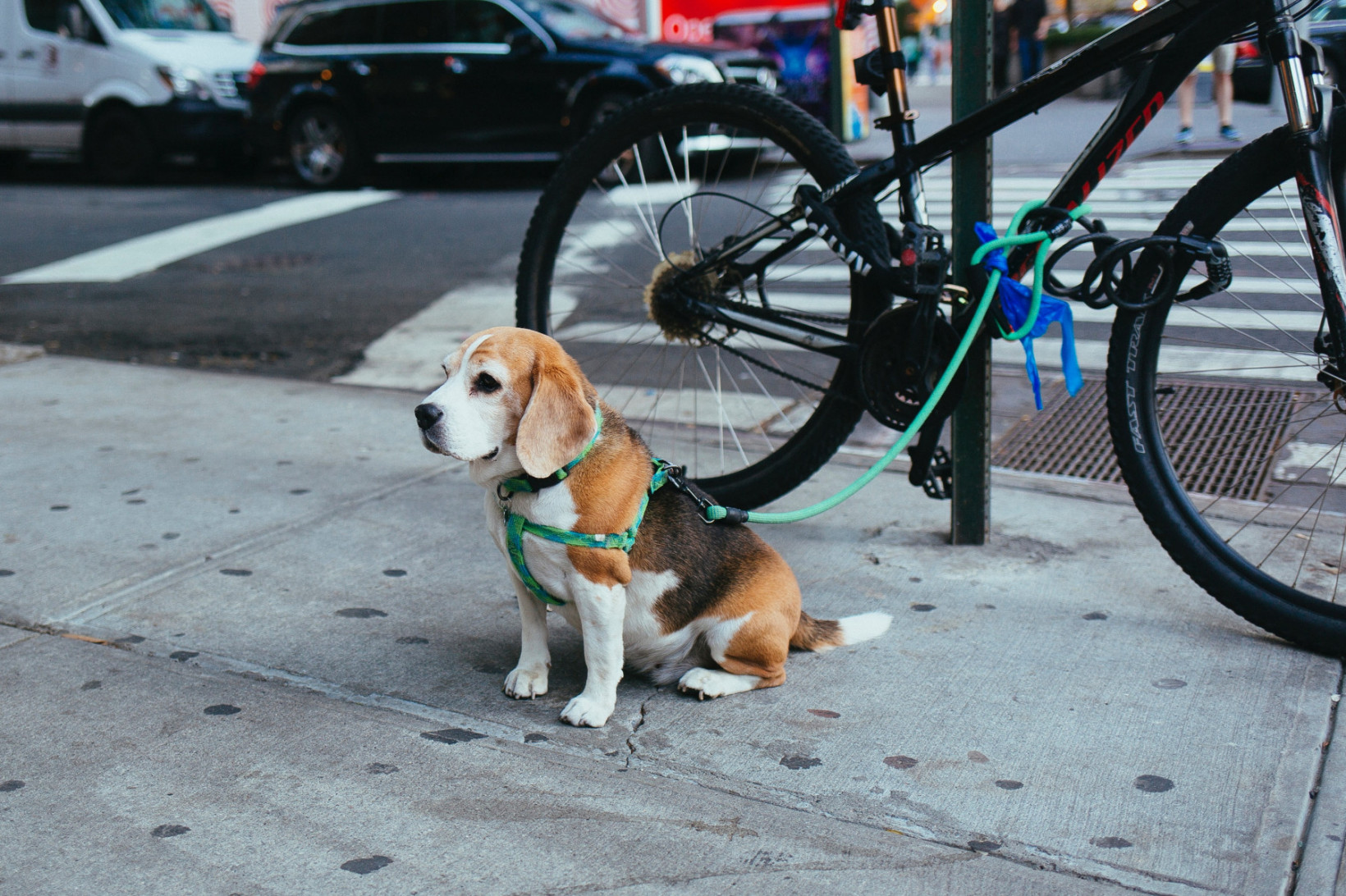 Beagle adopteren