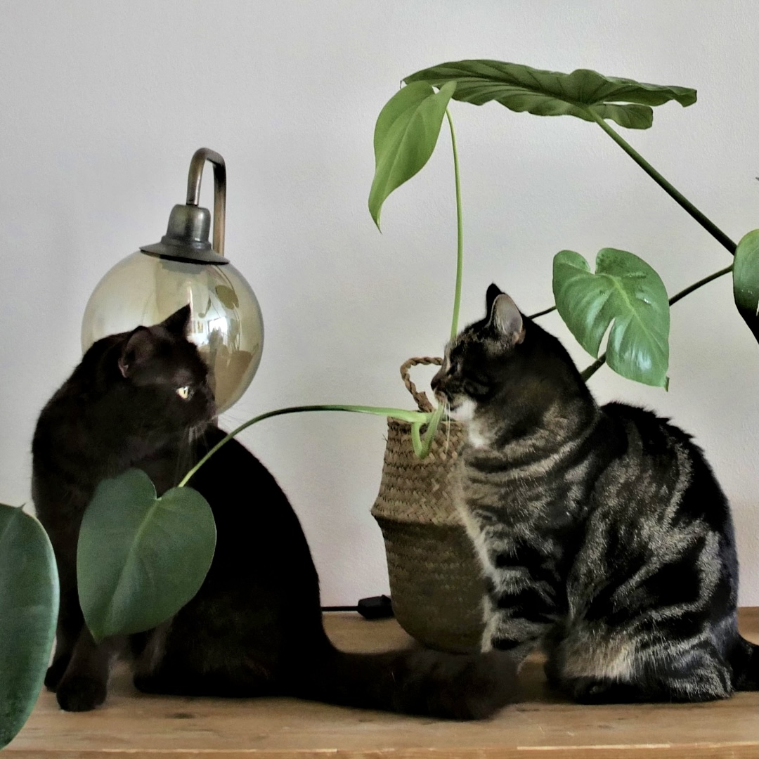 verhuisdieren ambassadieren katten