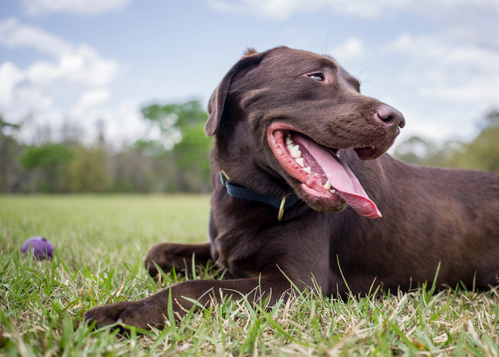 Labrador adopteren
