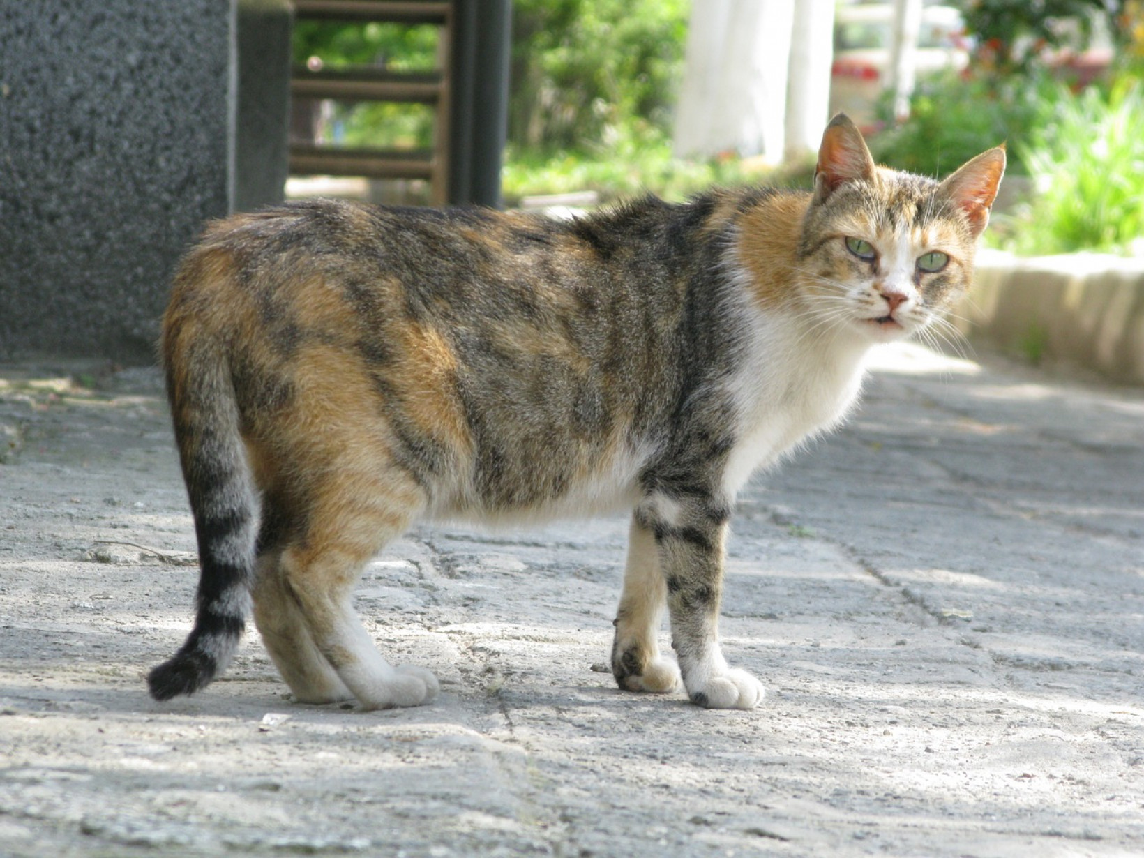 Kat kijkt achterom op straat