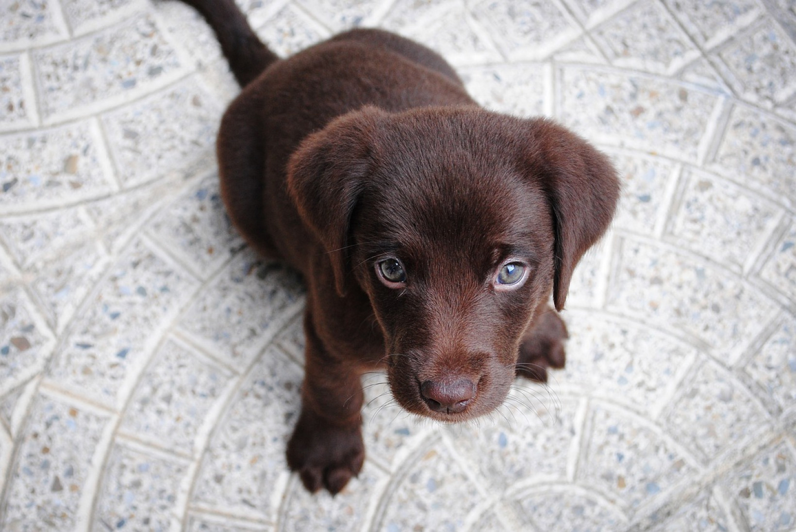 Labradorpup kijkt vragens naar baasje op